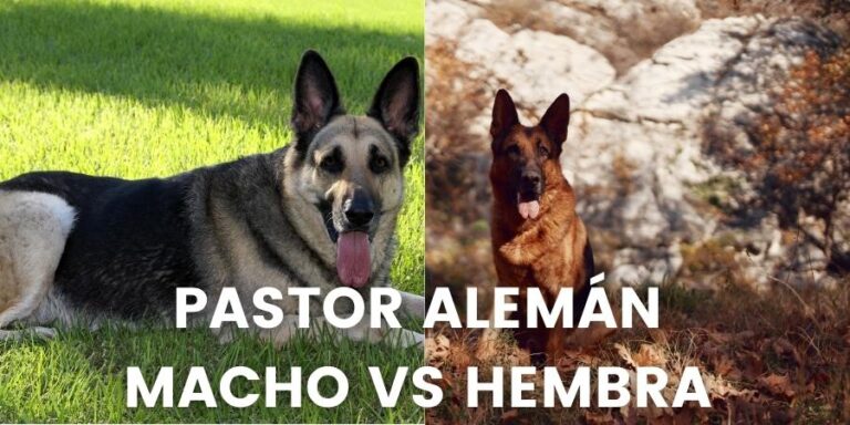 Qu Es Mejor Un Pastor Alem N Macho O Hembra Pastor Alem N