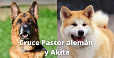 Cruce de Pastor alemán y Akita