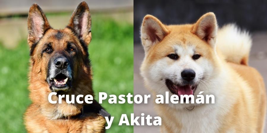 Cruce pastor alemán y Akita