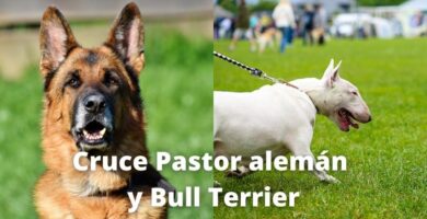 Cruce de Pastor alemán y Bull terrier