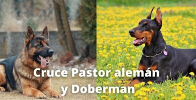 Cruce de pastor alemán y doberman