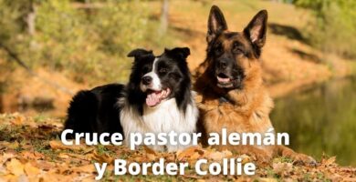 Cruce de Pastor alemán y Border collie