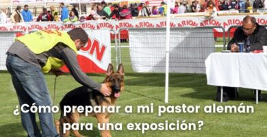 ¿Cómo preparar a un pastor alemán para exposición?