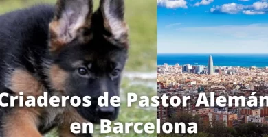 Criaderos de Pastor Alemán en Barcelona