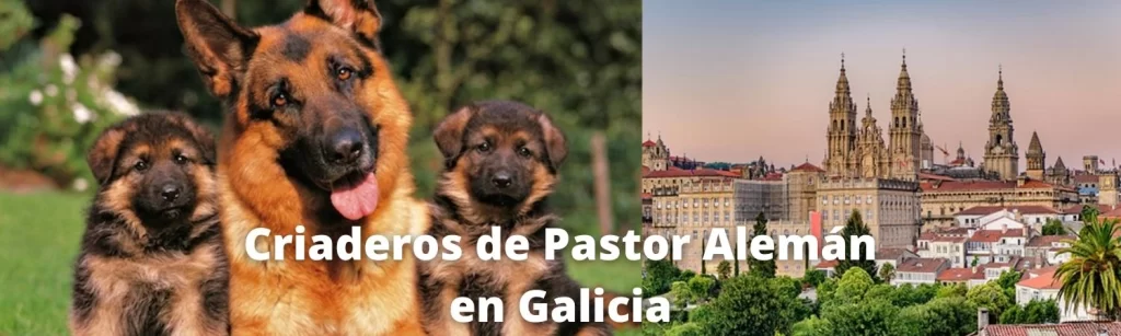 Criaderos de Pastor Alemán en Galicia