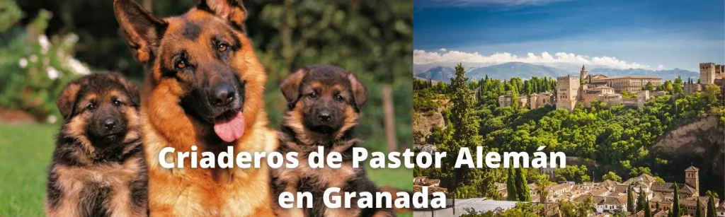 Criaderos de Pastor Alemán en Granada