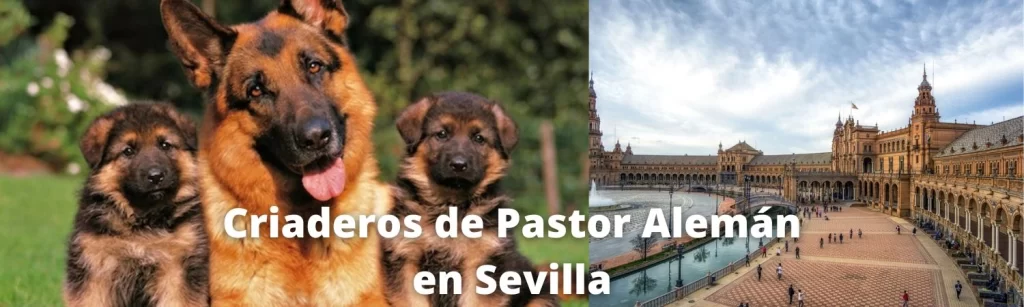 Criaderos de Pastor Alemán en Sevilla