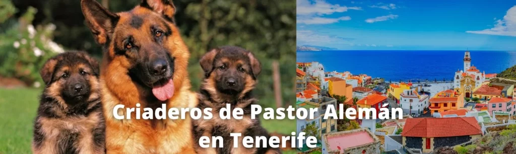 Criaderos de Pastor Alemán en Tenerife