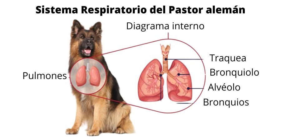 Sistema respiratorio pastor alemán