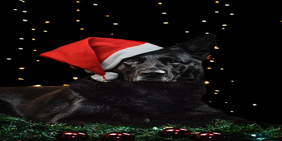 fondo pastor aleman negro con gorro de navidad