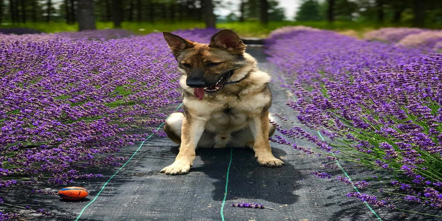 foto de pastor aleman en jardin de flores moradas