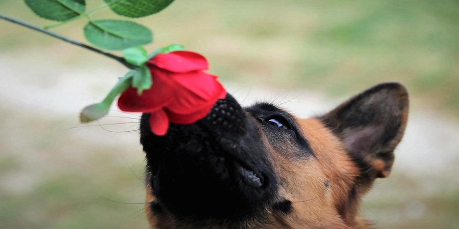 foto pastor aleman oliendo una rosa