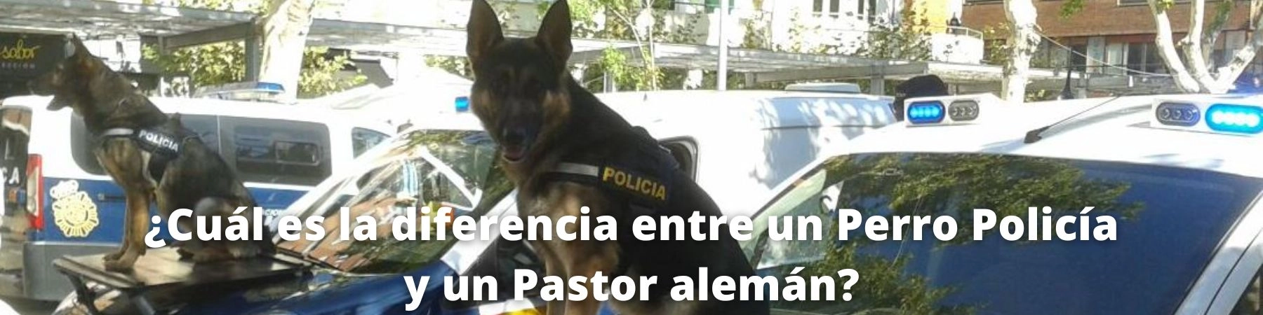 diferencia entre perro policía y pastor alemán
