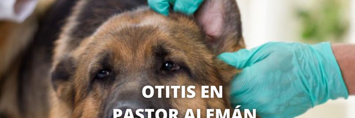 Otitis en Perros Pastor Alemán