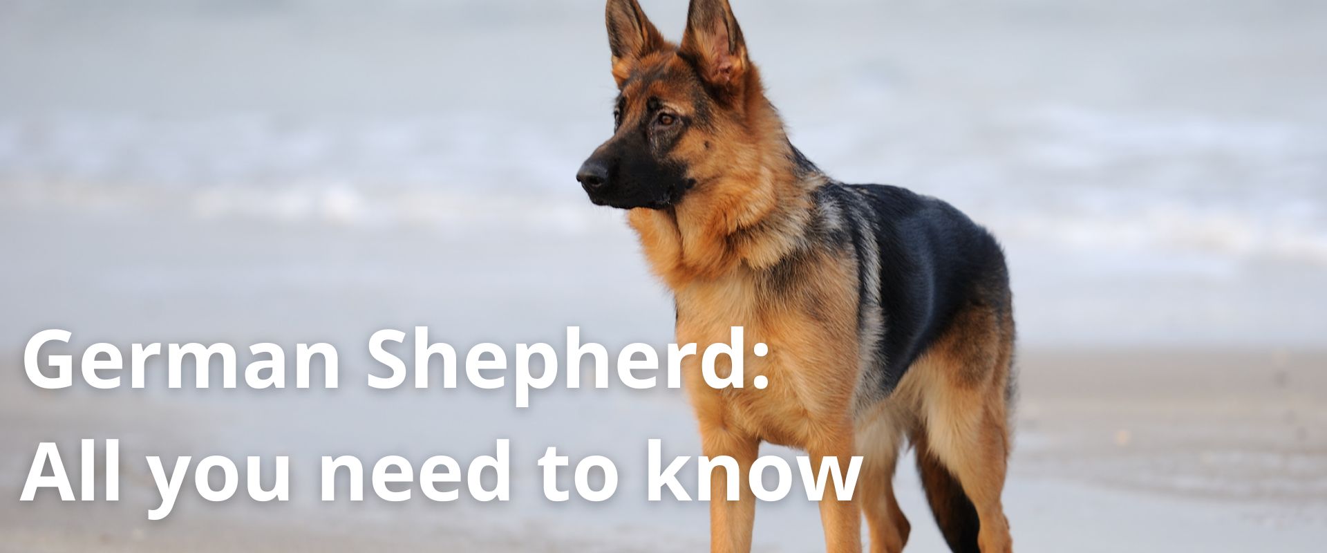 german shepherd all you need to know