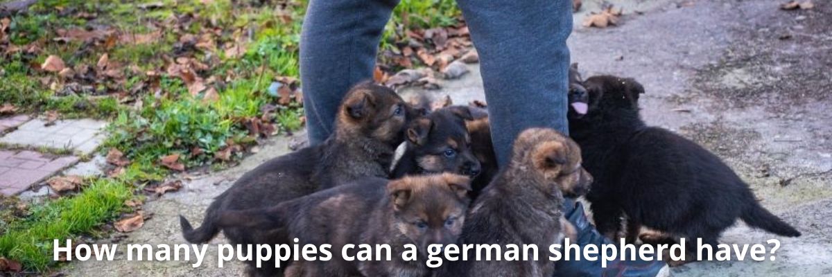 How-many-puppies-can-a-german-shepherd-have