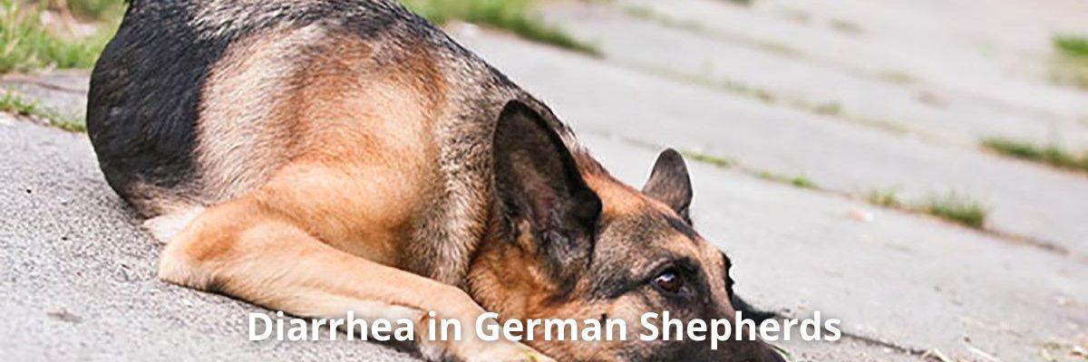 Diarrhea in German Shepherds